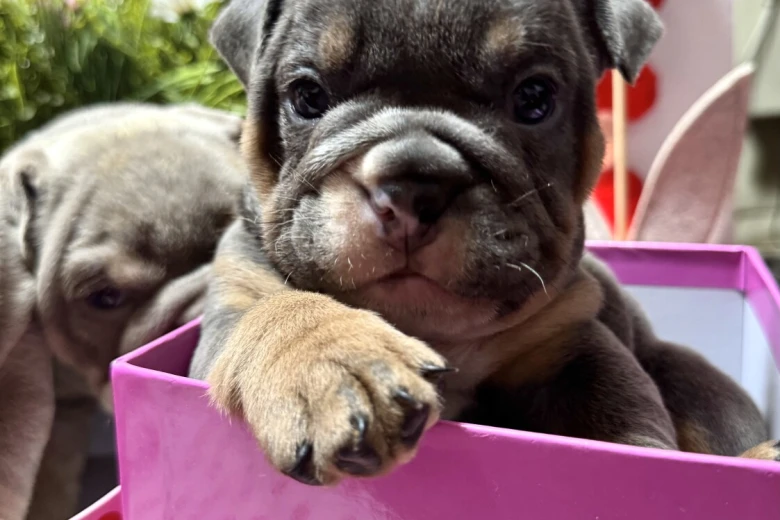 English Bulldog