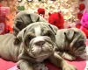 English Bulldog