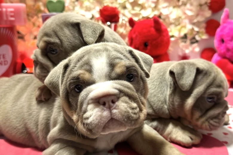 English Bulldog