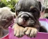 English Bulldog