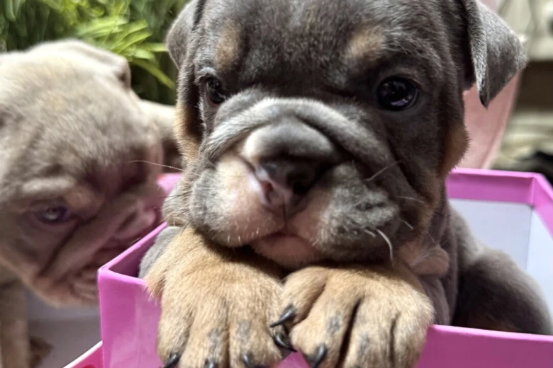 English Bulldog