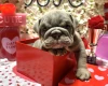 English Bulldog