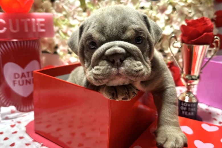 English Bulldog