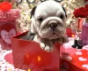 English Bulldog