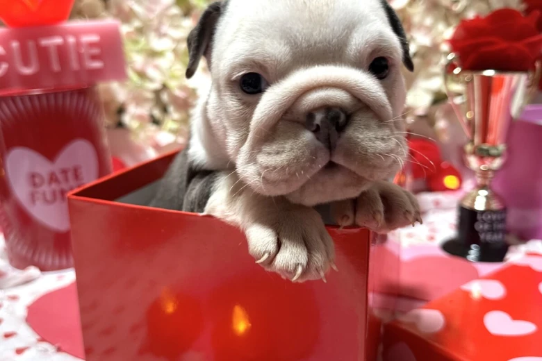 English Bulldog