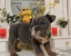 English Bulldog