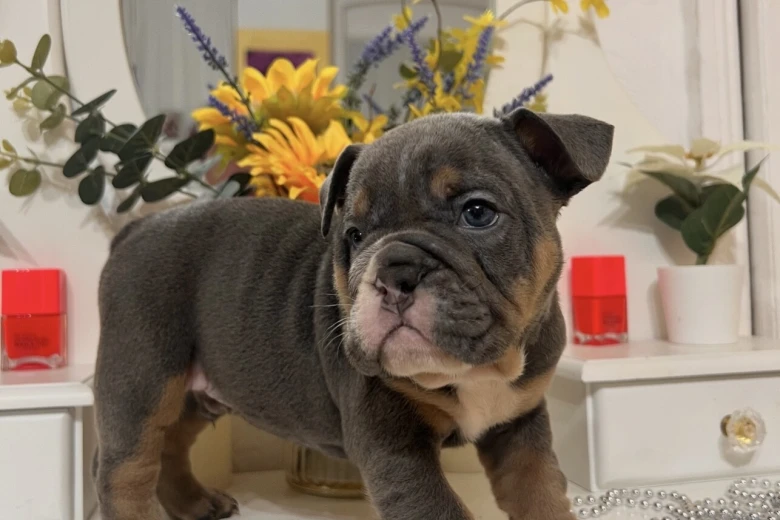 English Bulldog