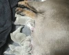 English Bulldog