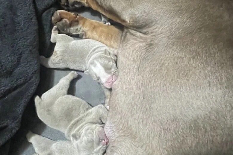 English Bulldog