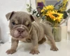 English Bulldog