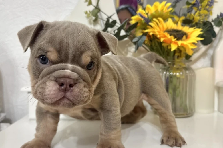 English Bulldog