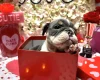 English Bulldog