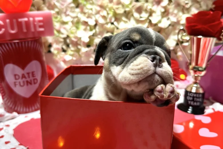 English Bulldog