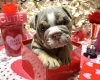 English Bulldog