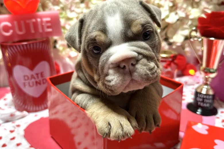 English Bulldog