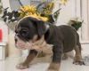 English Bulldog