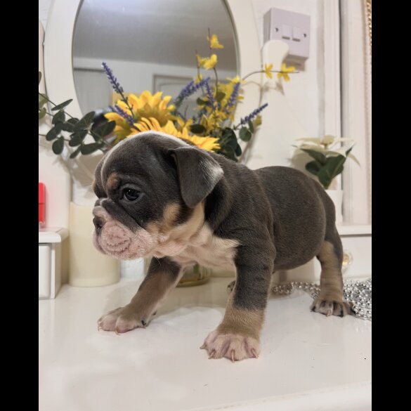 English Bulldog