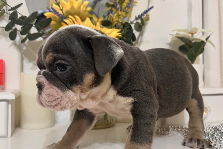 English Bulldog