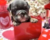 English Bulldog