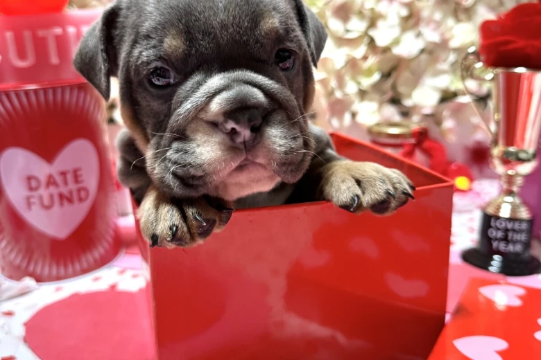 English Bulldog