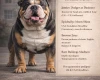 English Bulldog