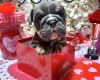 English Bulldog