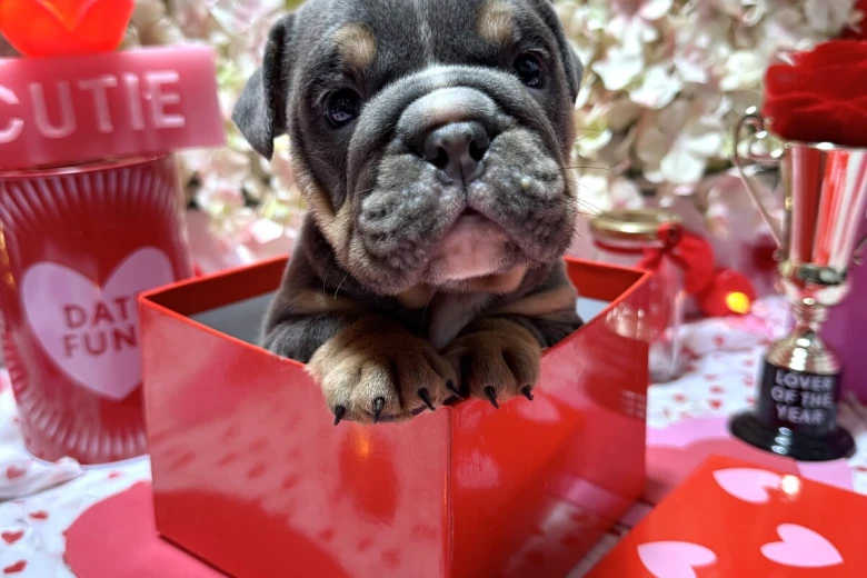 English Bulldog