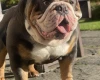 English Bulldog