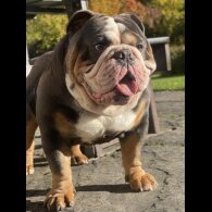 English Bulldog
