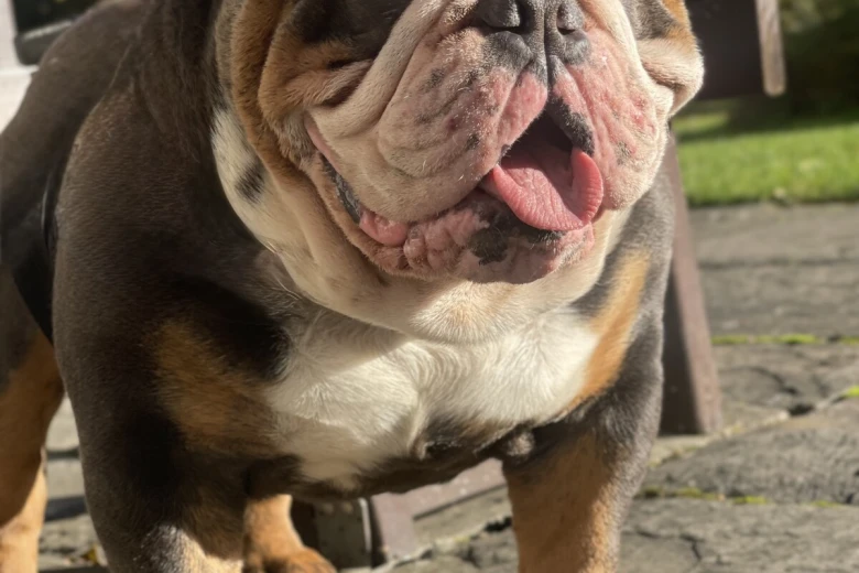 English Bulldog