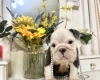 English Bulldog