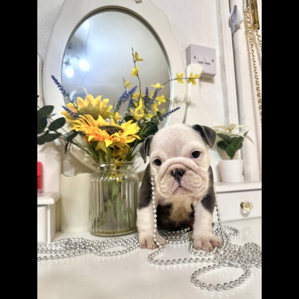 English Bulldog