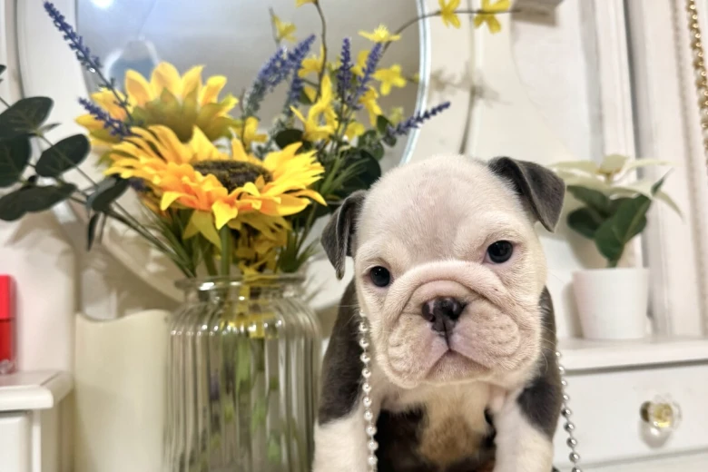 English Bulldog