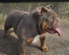 English Bulldog
