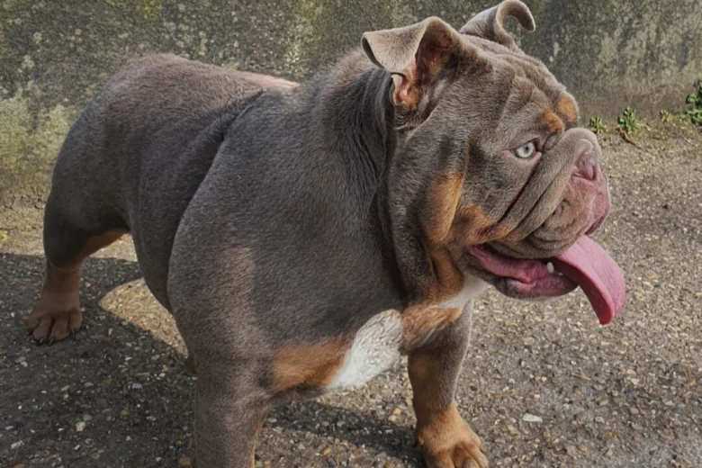 English Bulldog