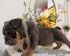 English Bulldog