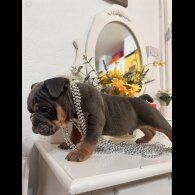 English Bulldog