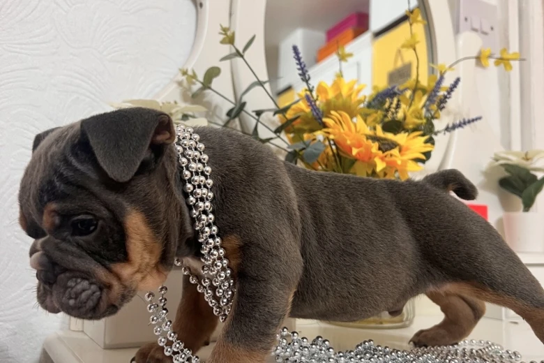 English Bulldog
