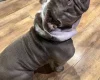 English Bulldog