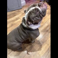 English Bulldog