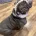 English Bulldog