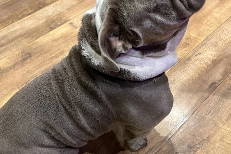 English Bulldog