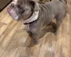English Bulldog