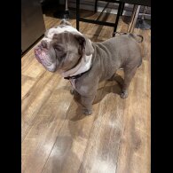 English Bulldog