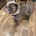 English Bulldog
