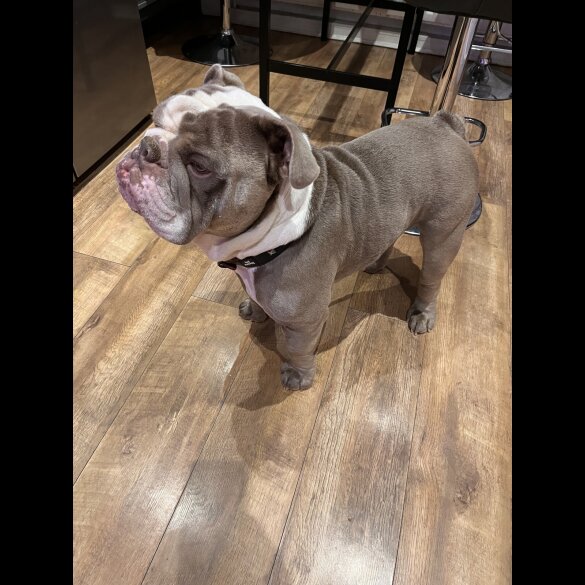 English Bulldog