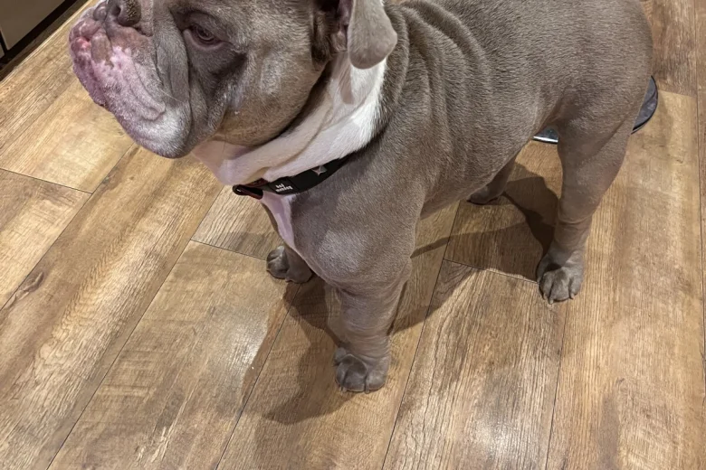 English Bulldog