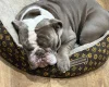 English Bulldog