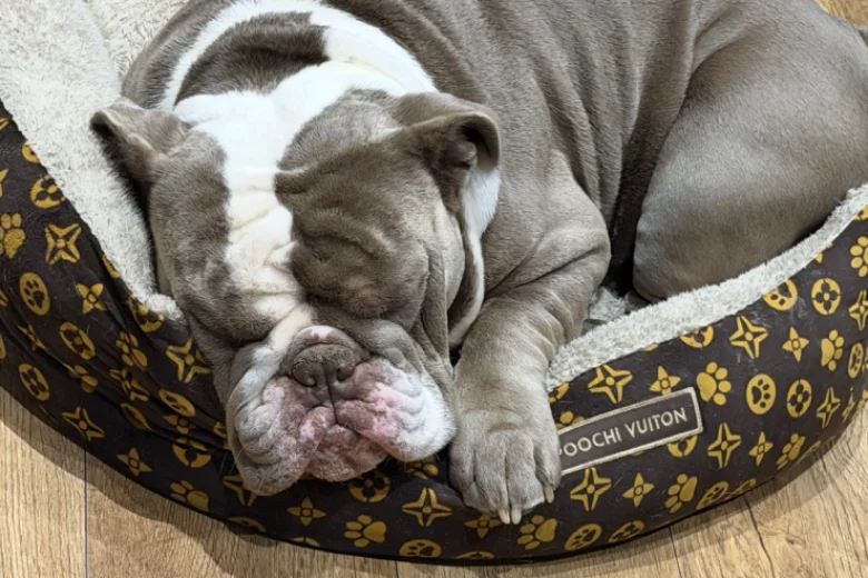English Bulldog