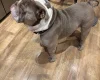 English Bulldog